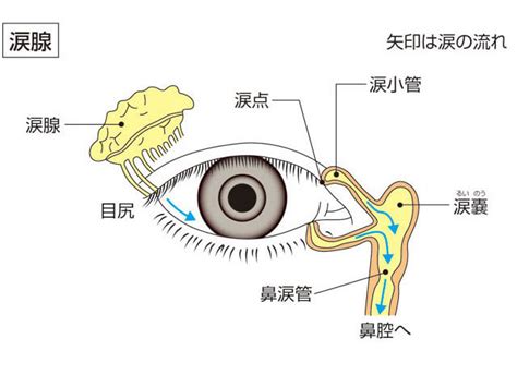 夢見|「夢見(ゆめみ)」の意味や使い方 わかりやすく解説 Weblio辞書